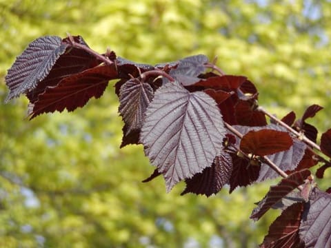 Corylus maxima 'Purpurea'