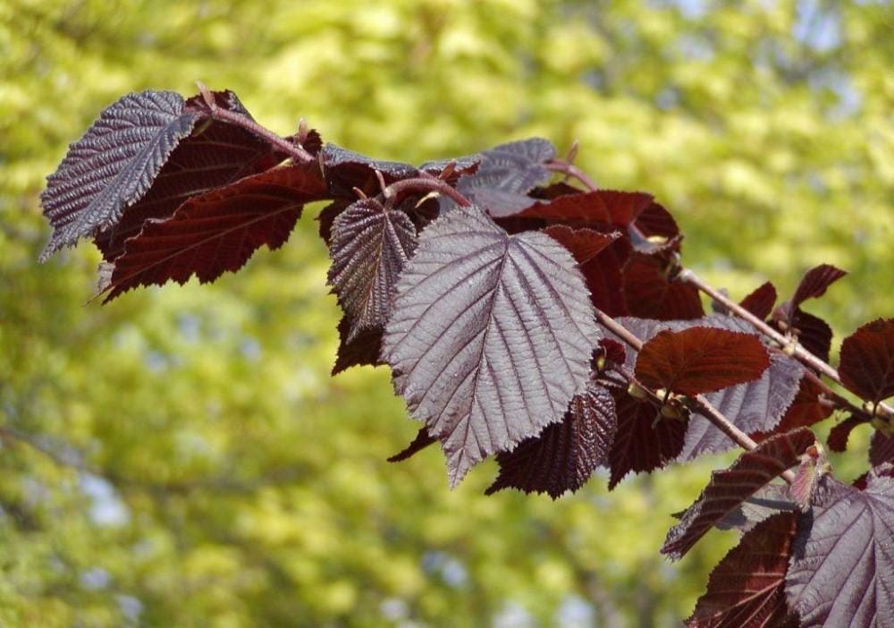 Corylus maxima 'Purpurea' (Purple-leaved Filbert) branch with deep plum-purple, toothed, veined leaves against a blurred yellow-green background.