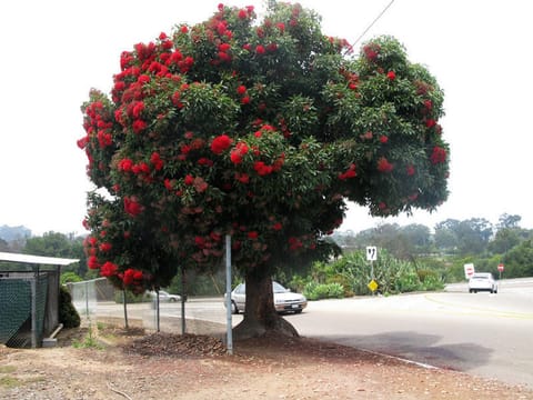 Corymbia ficifolia