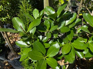 Corynocarpus laevigatus (karaka) with broad, glossy deep-green leaves on woody stems, growing in a nursery bag beside other potted plants.