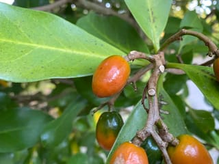 Corynocarpus laevigatus (karaka) close-up showing glossy orange oval fruit, some still green, on a branching stem among broad green leaves.