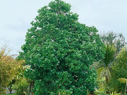 Corynocarpus laevigatus