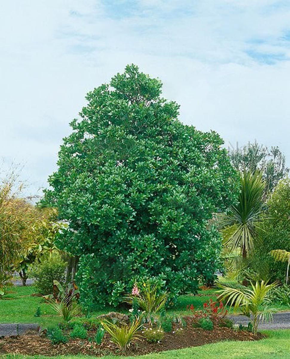 Corynocarpus laevigatus (karaka), a dense evergreen tree with glossy deep-green foliage, growing in a garden bed with cabbage trees and mulch.