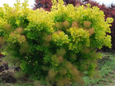 Cotinus coggygria 'Golden Spirit'