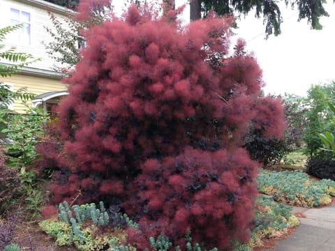 Cotinus coggygria 'Royal Purple'