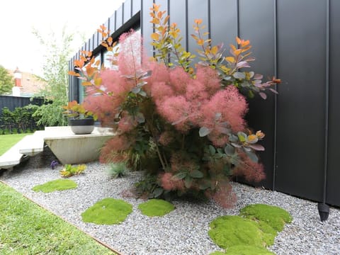 Cotinus 'Grace'
