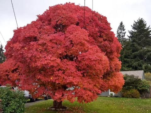 Cotinus obovatus