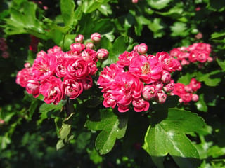 Crataegus x media 'Paul's Scarlet' hawthorn with clusters of double pink-red flowers and buds among glossy, lobed green leaves in sunlight.