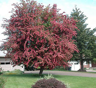 Crataegus x media 'Paul's Scarlet' (Hawthorn), a rounded tree covered in crimson-pink blossom, growing on a suburban lawn beside a driveway.
