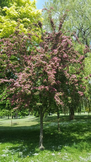 Crataegus x media 'Paul's Scarlet' hawthorn in full bloom, its single trunk and crown covered in pink-red flowers, standing on a sunny lawn in a park.