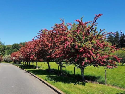 Crataegus x media 'Paul's Scarlet'