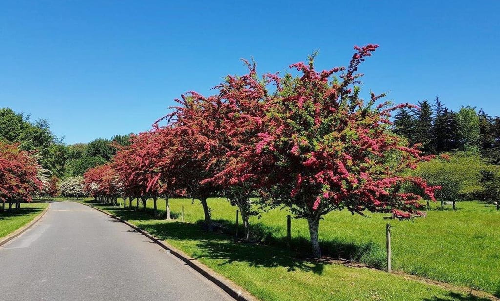 Row of Crataegus x media 'Paul's Scarlet' hawthorn trees in full crimson-red flower beside a sealed road, with green lawn and blue sky.