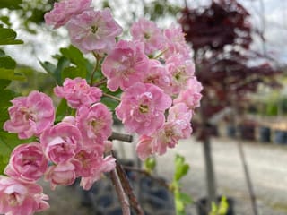 Crataegus x media 'Rosea Flore Pleno' (Hawthorn) with clusters of double pink flowers and green leaves on slender branches, in a nursery setting.