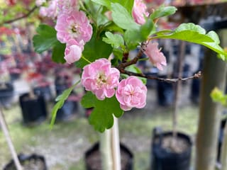 Crataegus x media 'Rosea Flore Pleno' (Hawthorn) branch with double pink flowers and lobed green leaves, with potted nursery plants blurred behind.