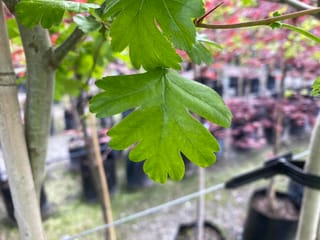 Crataegus x media 'Rosea Flore Pleno' (Hawthorn) with deeply lobed green leaves and a smooth grey trunk, in a nursery with potted trees behind.