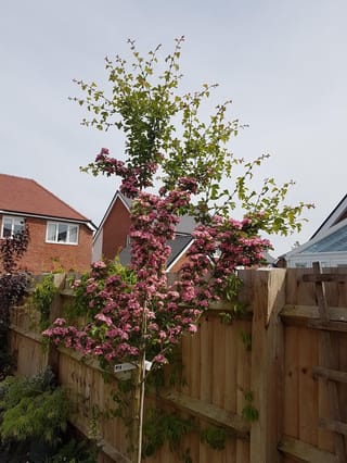 Young Crataegus x media 'Rosea Flore Pleno' hawthorn staked beside a timber fence, its slender branches carrying clusters of double pink flowers and fresh green leaves.