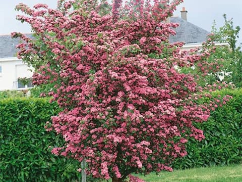 Crataegus x media 'Rosea Flore Pleno'