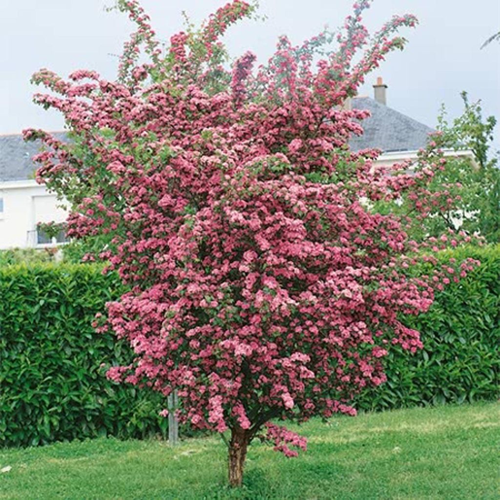 Crataegus x media 'Rosea Flore Pleno' hawthorn, a small tree covered in clusters of pink double flowers, growing on a lawn in front of a green hedge.