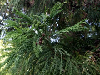 Cryptomeria japonica (Japanese Cedar) branch with soft green awl-shaped foliage, small round green cones at the tip and older brown cones along the stem.