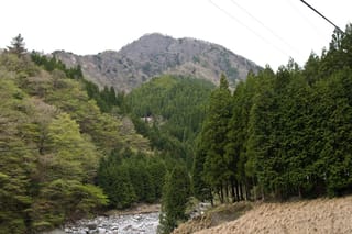 Cryptomeria japonica (Japanese Cedar) growing as tall, dark green conifers on a forested valley slope, with a rocky stream and bare hills behind.