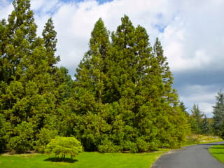 Cryptomeria japonica (Japanese Cedar) trees with dense green pyramidal foliage down to ground level, beside a paved path under a cloudy sky.