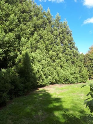 Cryptomeria japonica (Japanese Cedar) forming a dense, tall evergreen screen of dark green foliage beside a sunny lawn under a blue sky.