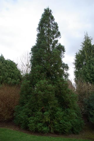 Cryptomeria japonica (Japanese Cedar), a tall, narrow pyramidal evergreen with dense dark green foliage down to the ground, growing on a lawn edge.
