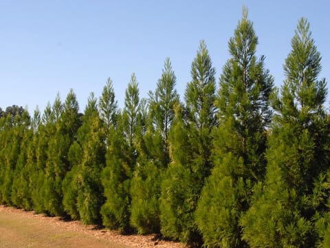 Cryptomeria japonica 'Egmont'