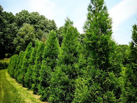 Cryptomeria japonica