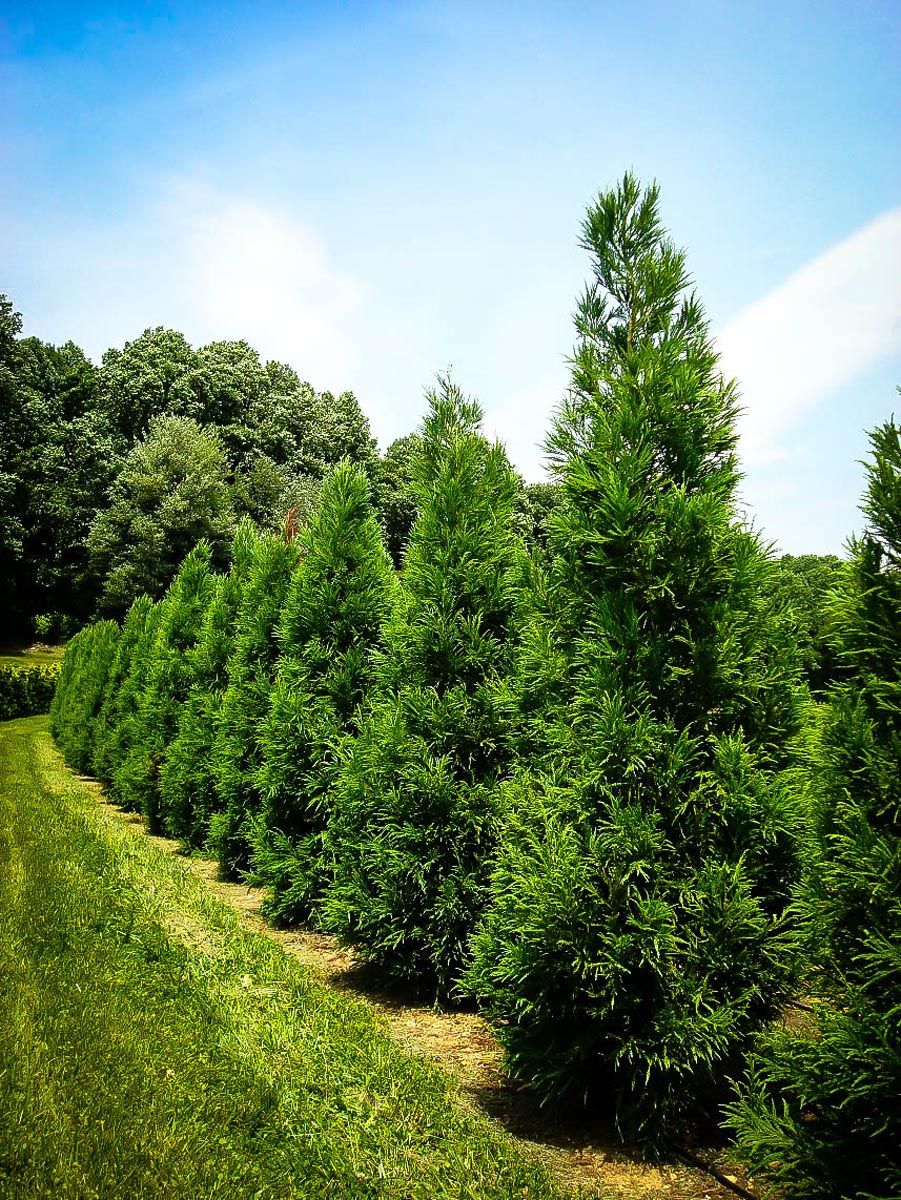 Cryptomeria japonica (Japanese Cedar) planted in a row, dense dark green pyramidal conifers with feathery foliage, beside a mown grass strip under blue sky.