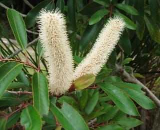 Cunonia capensis (Butterknife Tree) with two creamy-white bottlebrush-like flower spikes among glossy green serrated leaves on reddish stems.