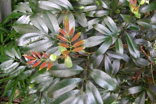 Cunonia capensis (Butterknife Tree) foliage, with glossy dark-green compound leaves and new red-orange leaflets emerging at the shoot tips.