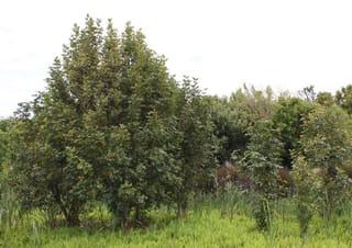 Cunonia capensis (Butterknife Tree), several upright evergreen trees with dense dark-green foliage, growing among bright green low plants and grasses under an overcast sky.