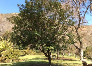 Cunonia capensis (Butterknife Tree), a rounded evergreen with dense dark-green foliage, growing on a sunny lawn with benches and rocky hills behind.
