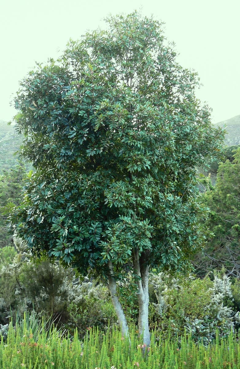 Cunonia capensis (Butterknife Tree), a rounded evergreen tree with dark green glossy foliage and pale smooth trunks, growing among shrubs with hills behind.