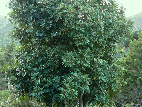 Cunonia capensis