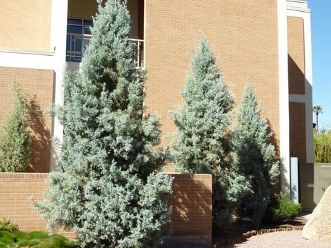 Cupressus arizonica var. glabra 'Blue Ice'