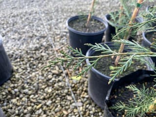 Cupressus gigantea (Tibetan Cypress) seedlings in black pots on gravel, with a close-up of a flat sprig of scale-like grey-green foliage.