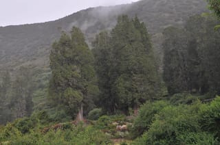 Cupressus gigantea (Tibetan Cypress) trees with dark green foliage and reddish trunks, growing in a group on a misty, shrubby hillside.