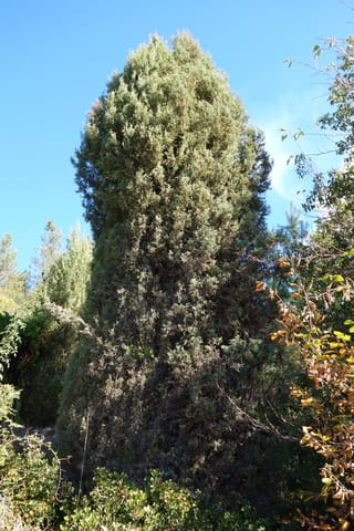 Cupressus gigantea (Tibetan Cypress), a tall, narrow columnar conifer with dense grey-green foliage, standing among shrubs against a clear blue sky.