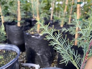 Cupressus gigantea (Tibetan Cypress) seedlings in black planter bags, staked with bamboo canes, with sprays of blue-green scale-like foliage in the foreground.