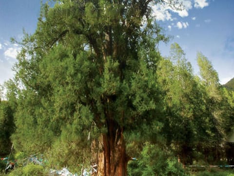 Cupressus gigantea