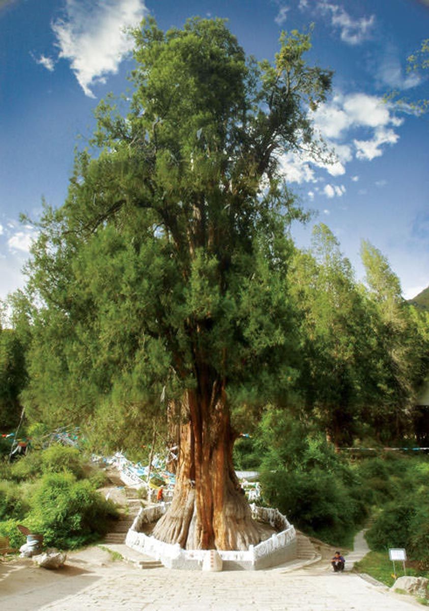 Cupressus gigantea (Tibetan Cypress), a very old tree with a thick reddish fluted trunk inside a white wall, dense green foliage and blue sky.