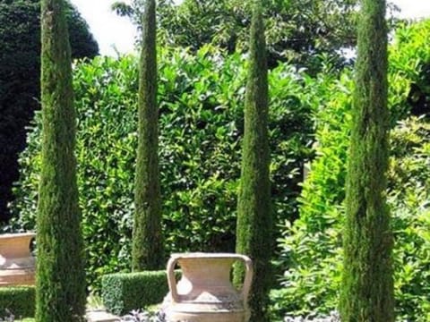 Cupressus sempervirens 'Gracilis'