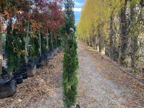 Cupressus sempervirens 'Green Arrow'