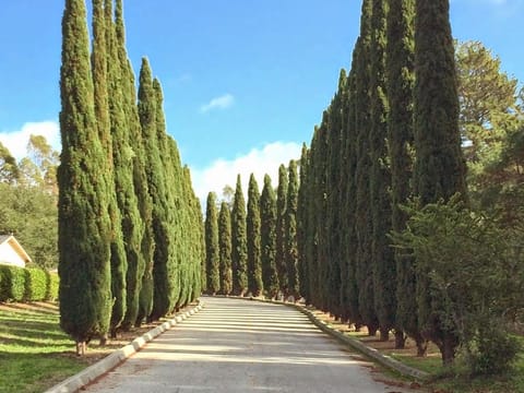 Cupressus sempervirens 'Stricta'