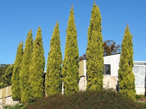 Cupressus sempervirens 'Swane's Gold'
