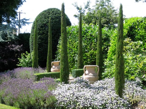 Cupressus sempervirens 'Totem'