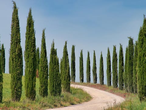 Cupressus sempervirens