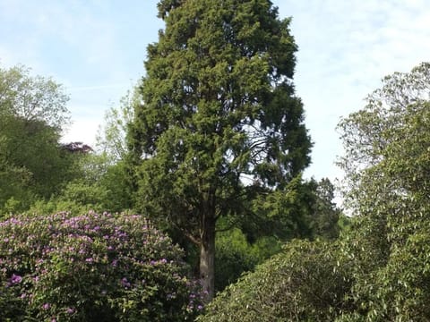 Cupressus torulosa